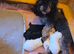 Gorgeous Toy Poodle Pups