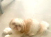 Rehoming Dog