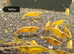 Yellow shrimp, Blue Velvet shrimp and Red Rilli shrimp &pound;2.50 each