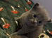Beautiful 3/4 ragdoll kittens for 5* homes