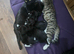4 Beautiful Tuxedo coloured kittens 2xmale, 2xfemale. Ready for a new home