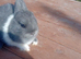 Netherland dwarf babys