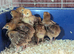 Road island red bantam chicks.