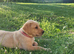 Labrador working type