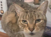 Lovely female tabby cat