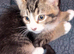 Two adorable kittens