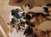 Beautiful litter of kittens looking for there forever homes