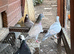 Beautiful rare coloured racers birds
