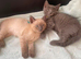 4 left beautifull kittens. Readynow :) looking forever homes