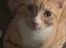 American shorthair