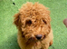 BEAUTIFUL COCKAPOO TEDDY BEAR GIRL