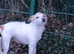 Jack Russel pup male