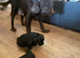 2 beautiful puppies