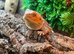 Male wild type bearded dragon