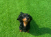 Female fluffy dachshund