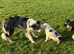 Beautiful Border Collie Puppies For Sale