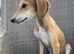 Lovely Litter of Lurcher Puppies Available