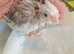 All resreved* only 1 left Hand reared Baby cockatiels