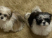 Shihtzu puppies