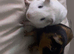Two male guinea pigs