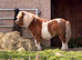 Shetland Pony