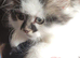 Gorgeous female kitten