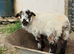 Wether pet lambs