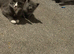 Boy kitten