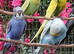 Baby Budgies