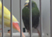 Young blue face parrot finches