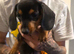 5 beautiful miniature daschshund left looking for furever homes