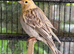 Young canaries