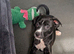 Staffy+cane corso