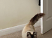 Gorgeous Ragdoll 7 Years Old Girl Vet Chkd an Vaccinated