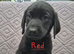 Gorgeous KC registered Labrador puppies