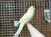 Kakarikis parrot