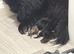 Miniature Pomeranian