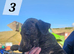 Lurcher Pups For Sale
