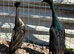 Indian runner ducks