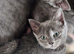 Last 2 Ragdoll/russian blue cross