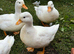 Call Ducks
