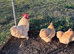 Lemon cuckoo pekin bantam hatching eggs