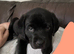 Rottweiler x Labradors