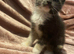 Mainecoon cross kittens