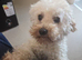 Jackapoo For Rehoming – Loving Home Wanted
