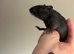 2 Mongolian gerbils