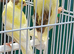 Canaries mixed Canaries