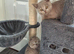 3 Scottish fold females