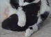 4 adorable kittens looking for a home