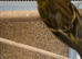Siskins